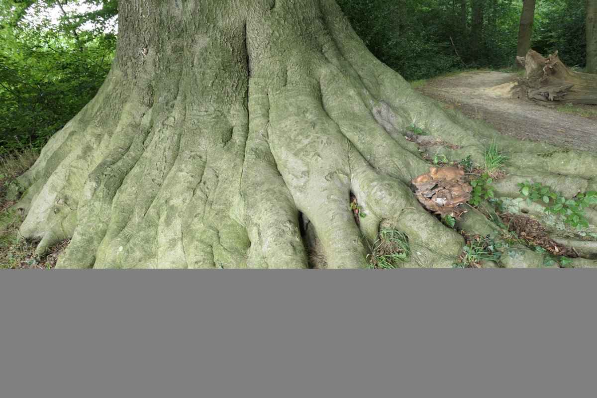 20170822_14:30 22. August 2017 Wanderung NSG Hünxer Bachtal