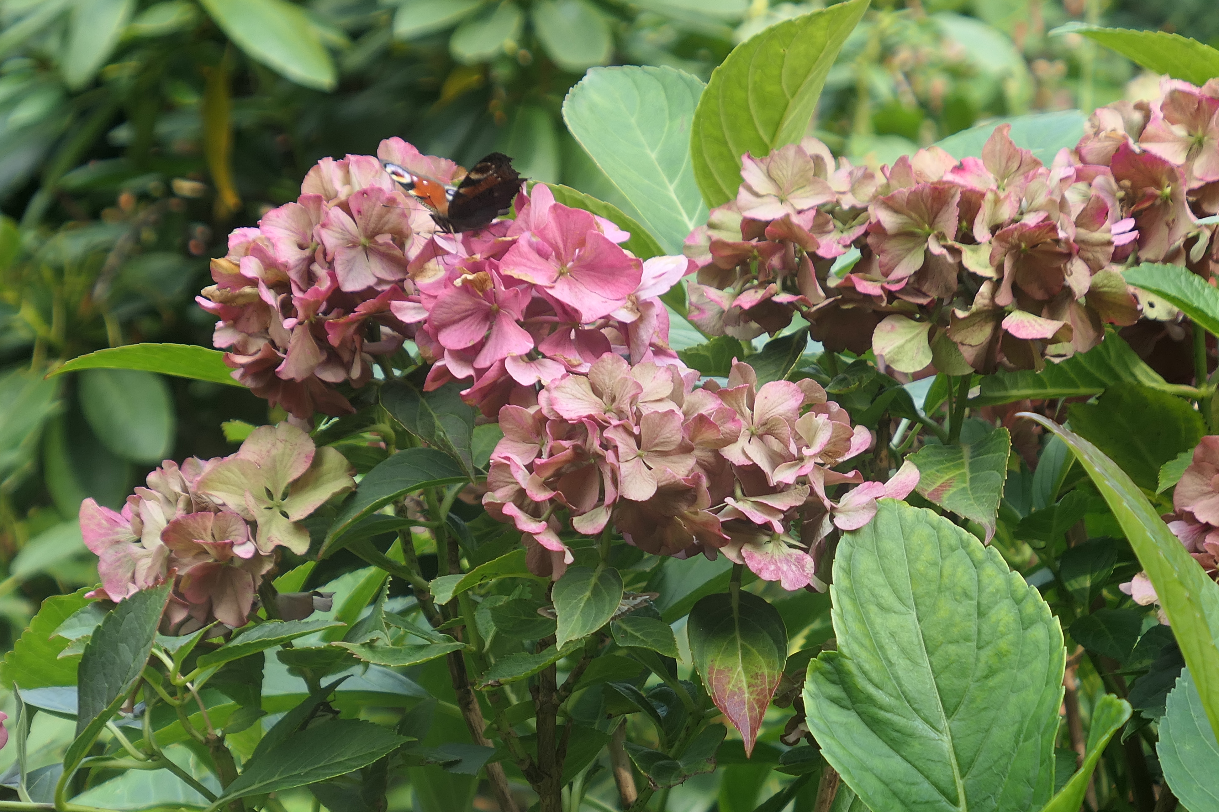 p1000616.jpg	 4. September 2017