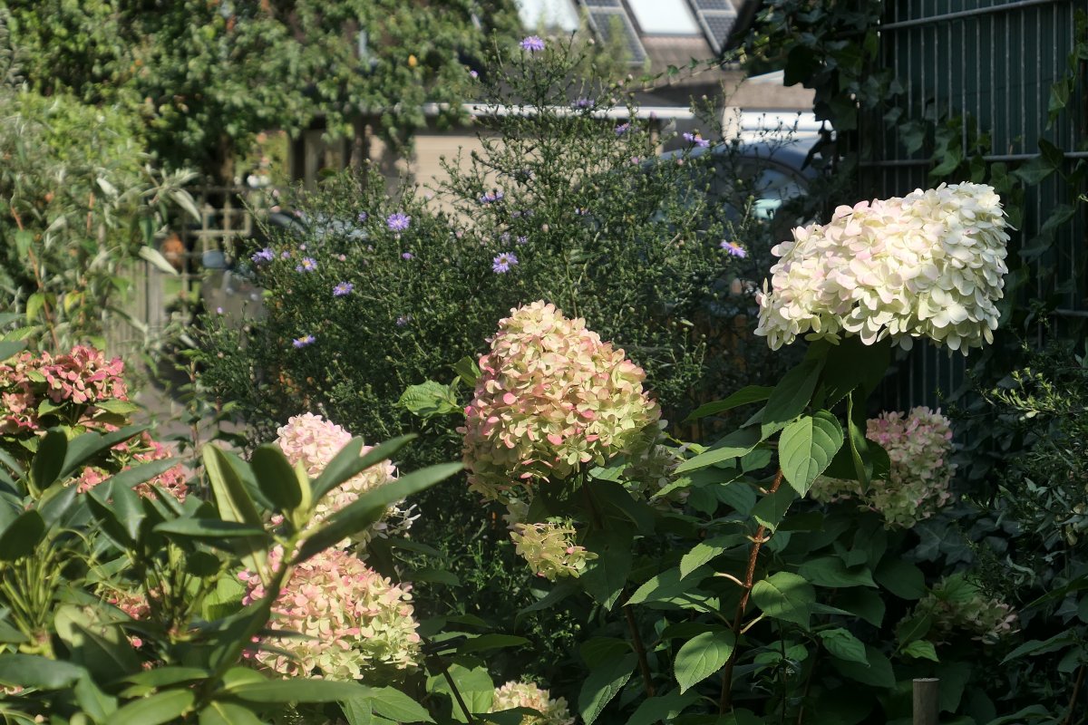 p1000614.jpg 4. September 2017