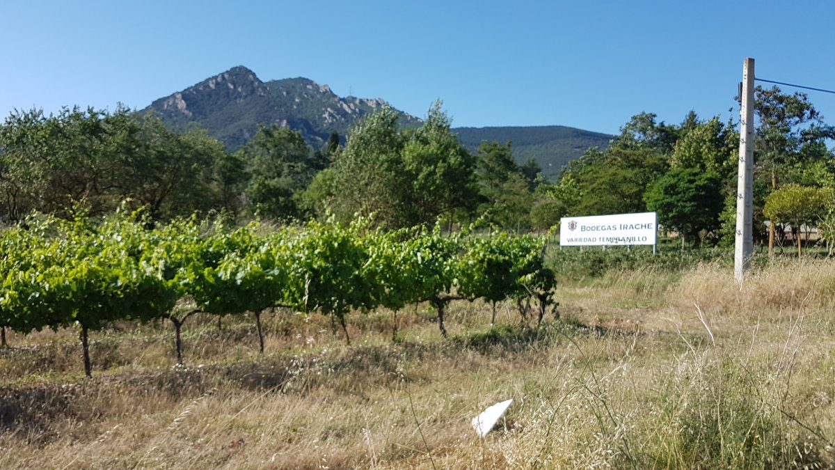 20170619_094015.jpg 19. Juni 2017 