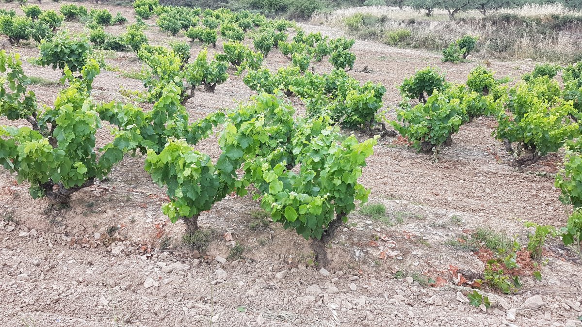 20170620_101006.jpg 20. Juni 2017 