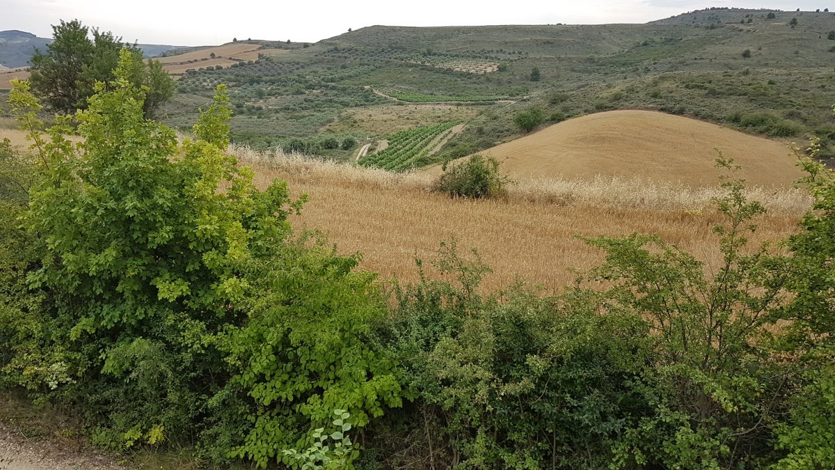 20170620_102424.jpg 20. Juni 2017 