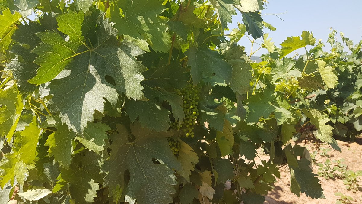 20170621_113925.jpg 21. Juni 2017 