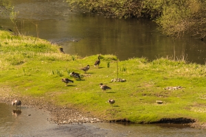 Frühling an der Lippe