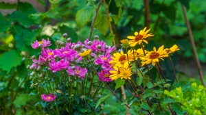 Spätsommer in Hünxe