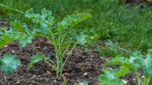 Der Grünkohl im Kompost des eigenen Gartens ist schon mal gepflanzt