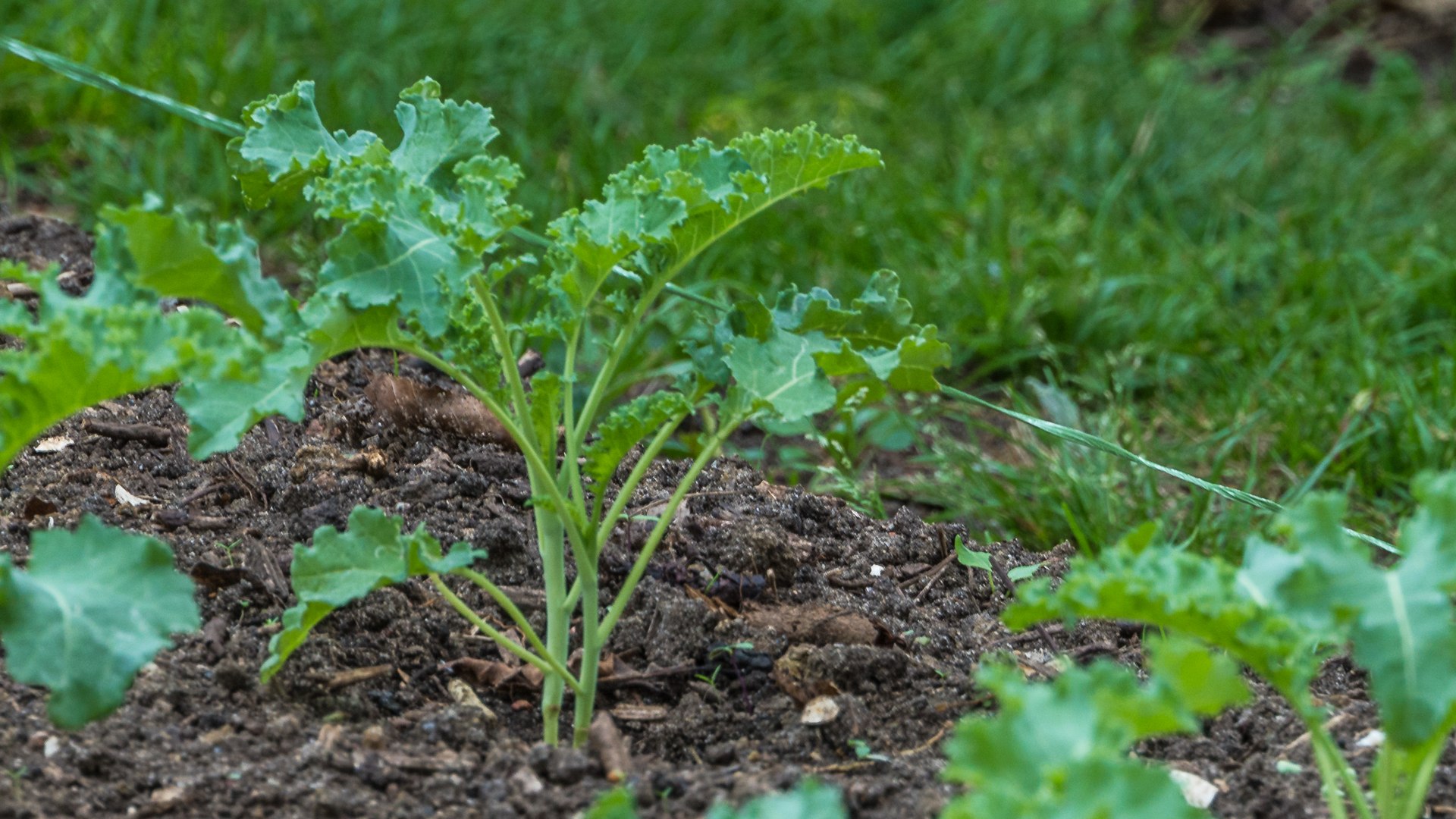 Der Grünkohl im Kompost des eigenen Gartens ist schon mal gepflanzt
