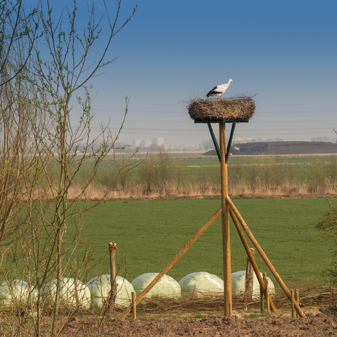 Storch am Deich