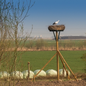 Storch am Deich