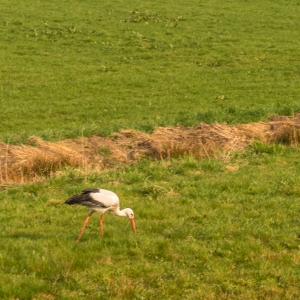 Storch am Deich