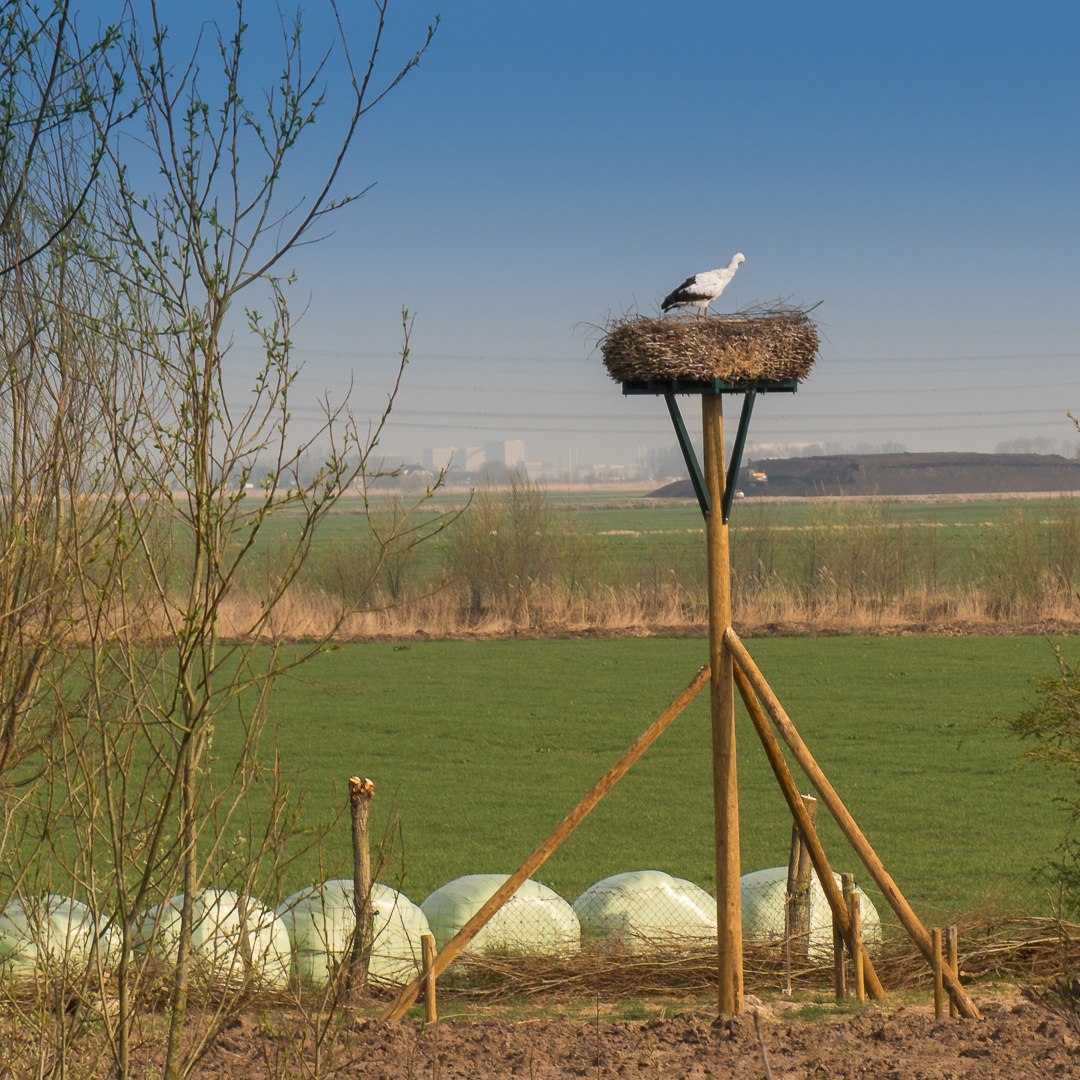 Storch am Deich