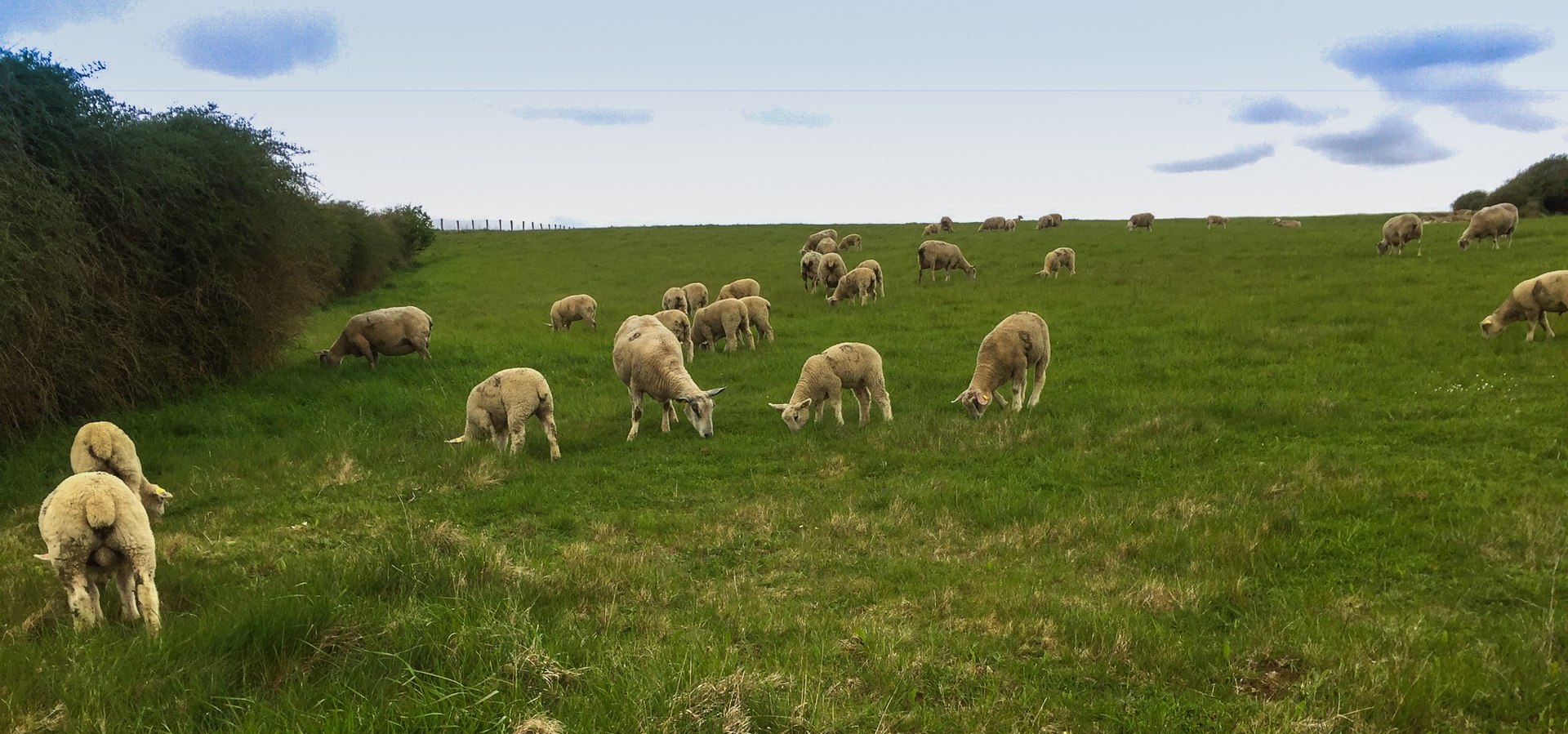 Point du Nied de Corbet bis Cap Gris Nez
