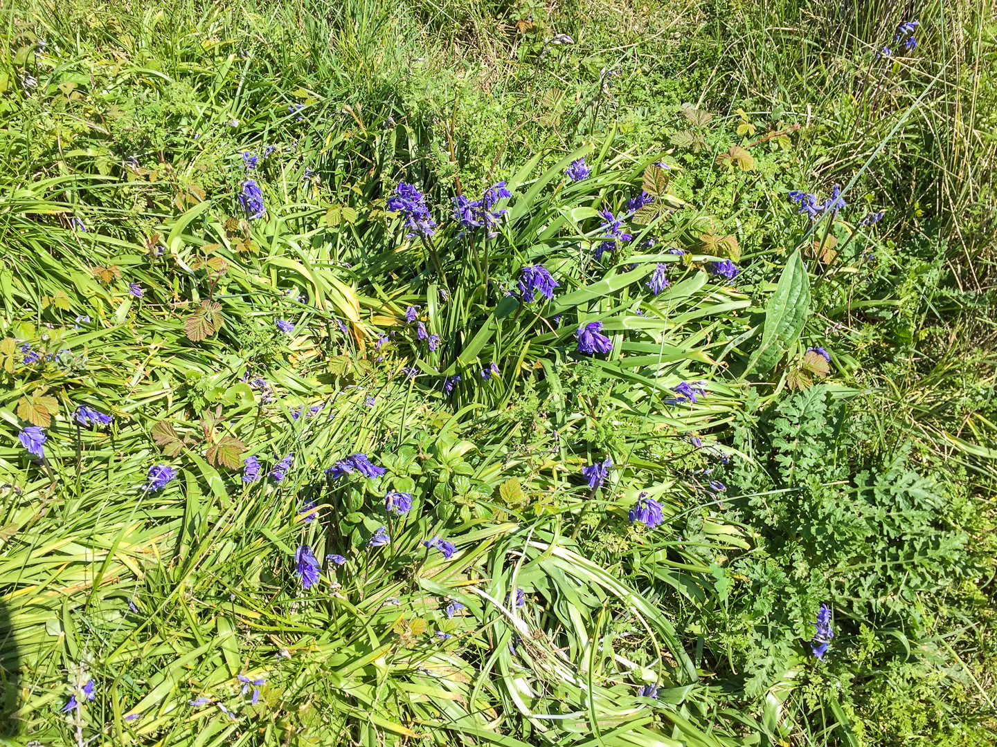 Blaue Glockenblumen, Dunes de Slack