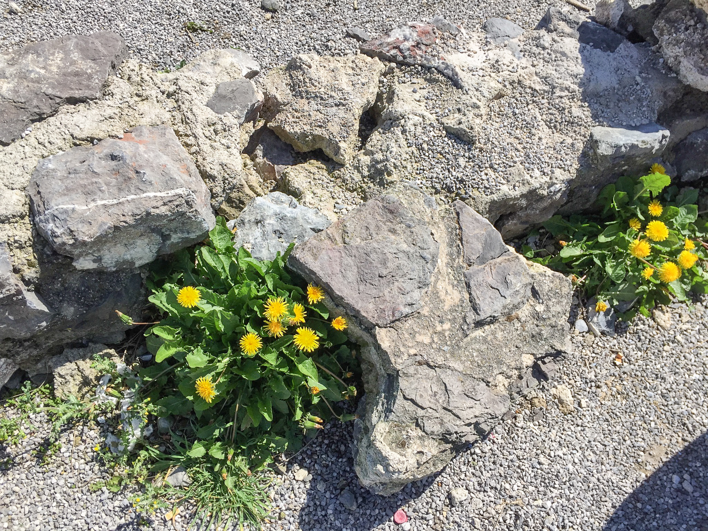 Löwenzahn, Dunes de Slack