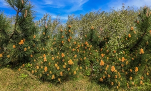 Blühende Kiefern, Côte d’Opale