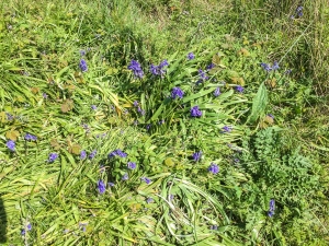 Blaue Glockenblumen, Dunes de Slack