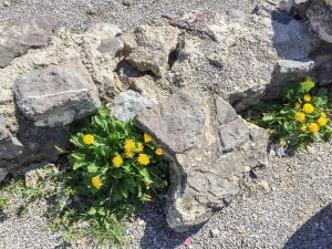 Löwenzahn, Dunes de Slack