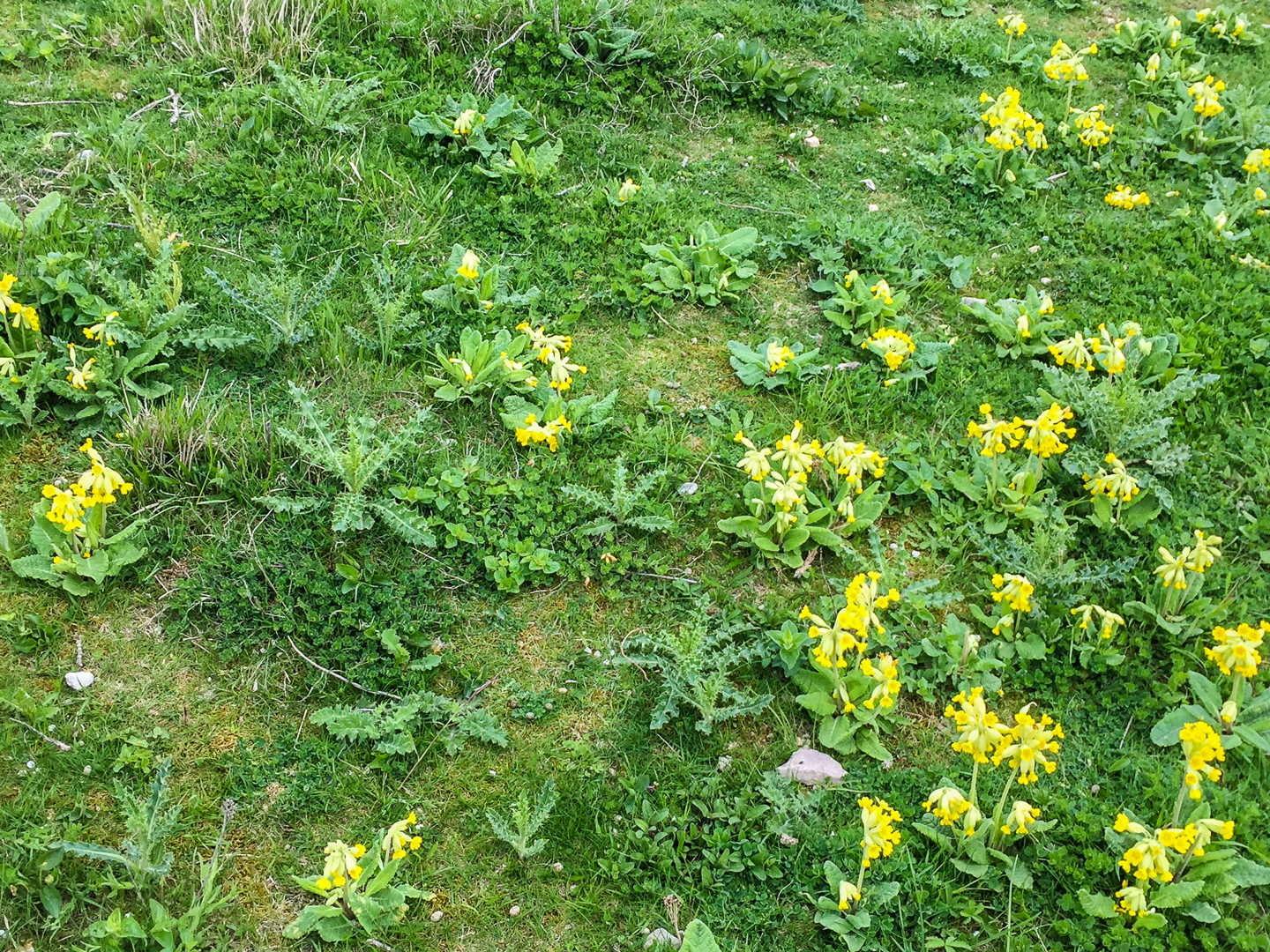 Weg zum Cap Blanc-Nez