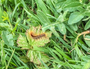 Was so kreucht auf dem Weg zum Cap Blanc-Nez