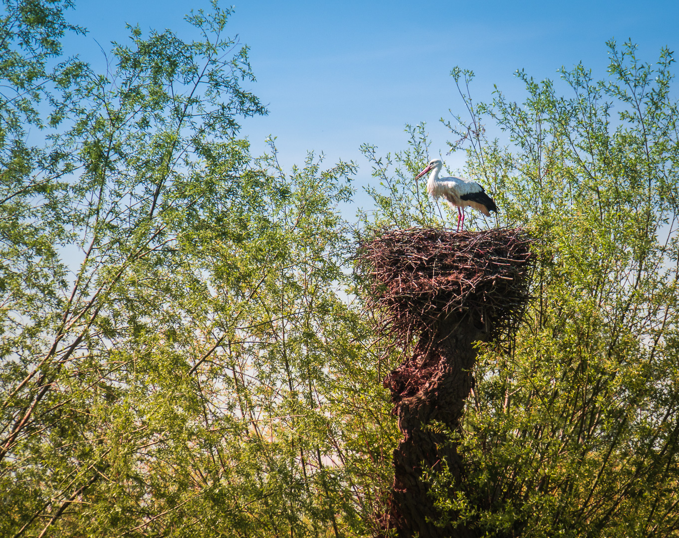 Storch im Sumpf