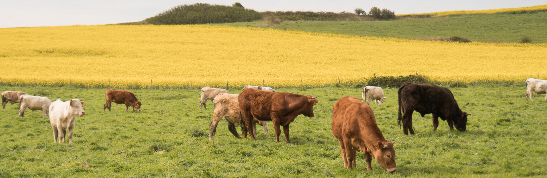 Wissant - Cap Gris-Nez