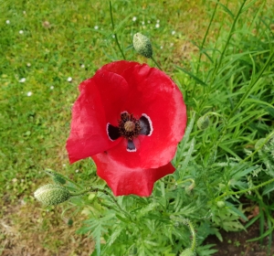 Mohn in unserem Garten