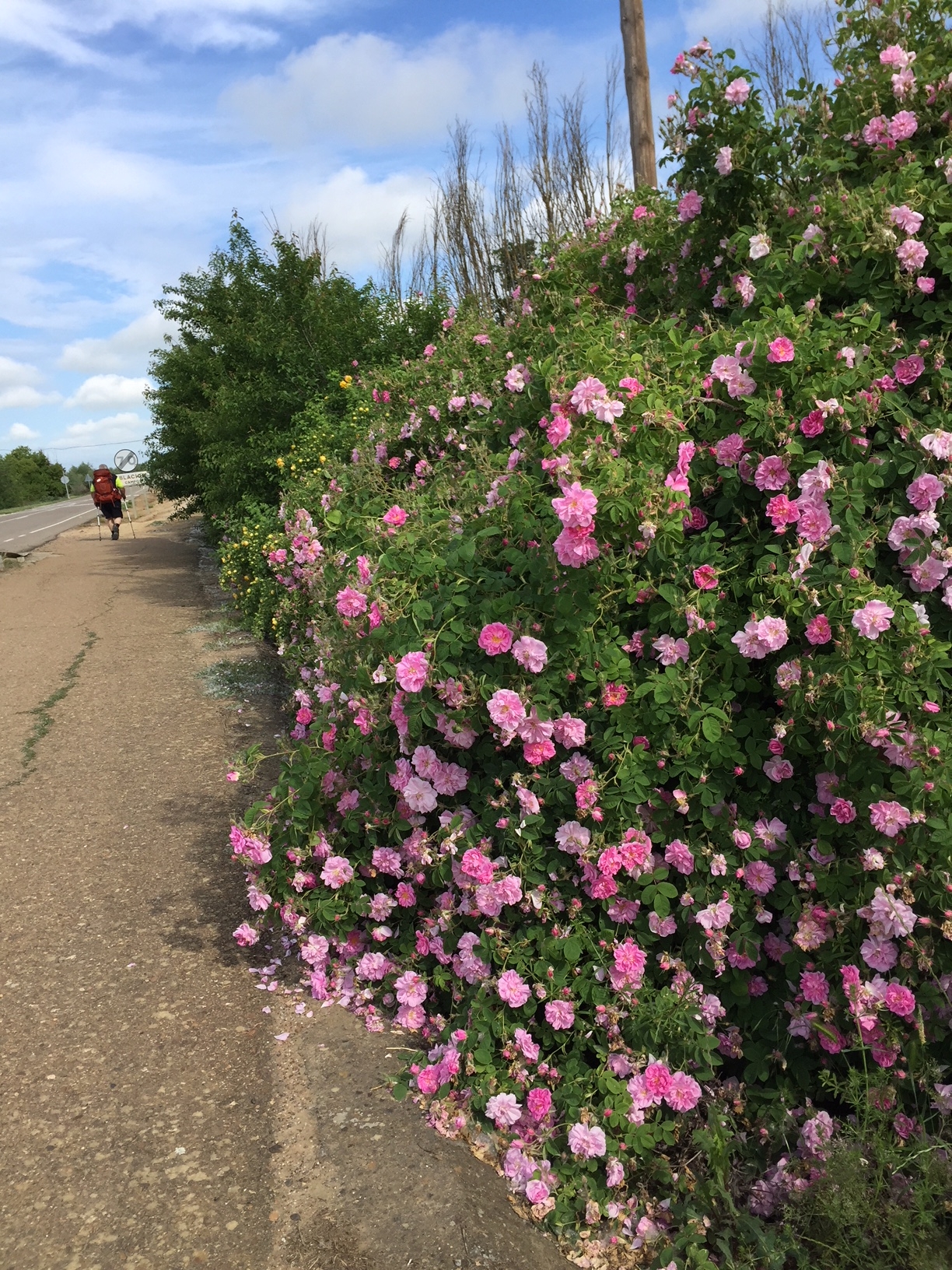Blumen in der Meseta