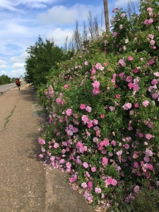 Blumen in der Meseta