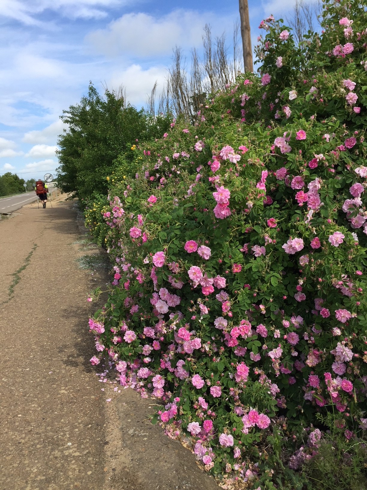 Blumen in der Meseta