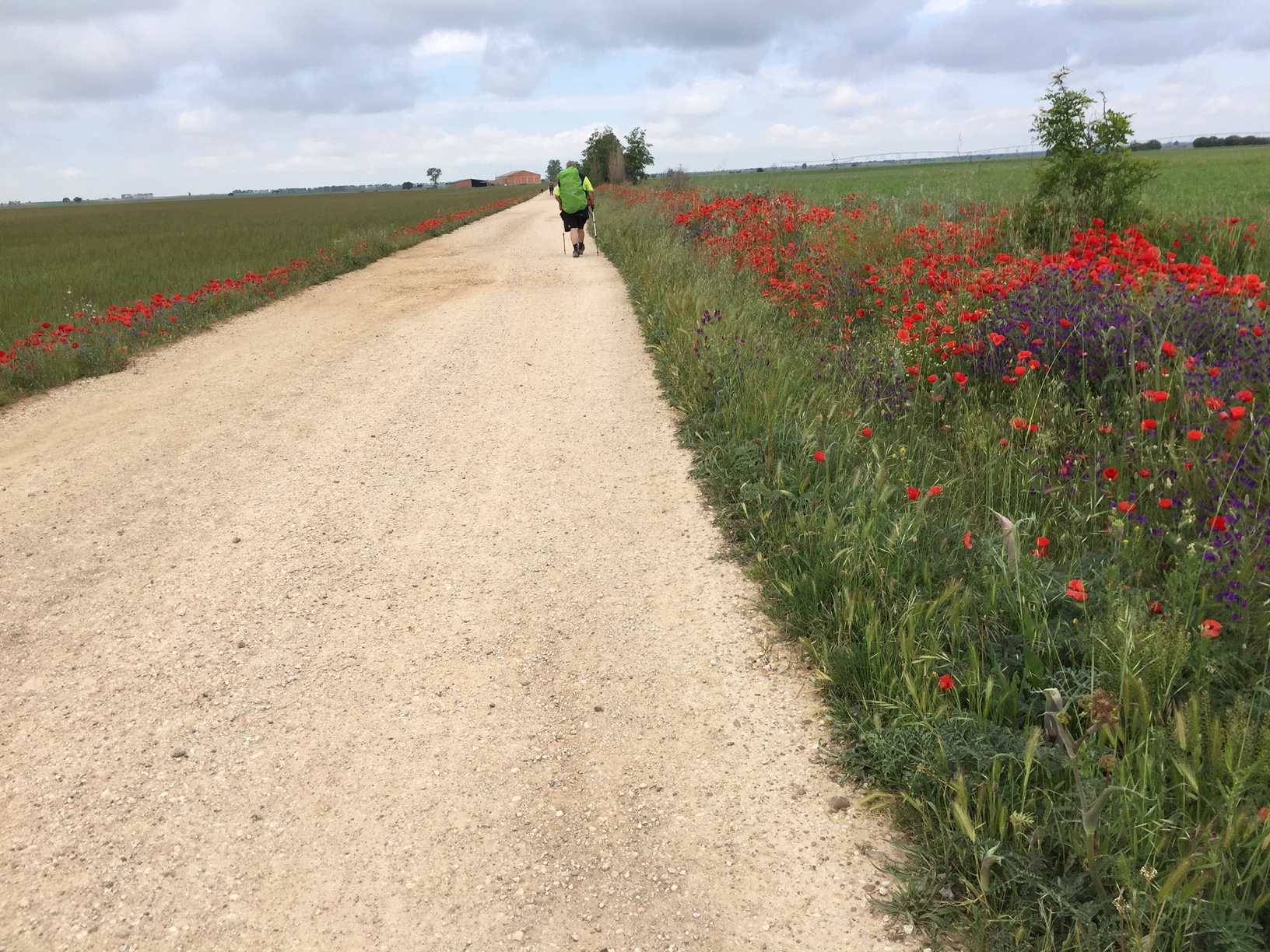 Blumen in der Meseta