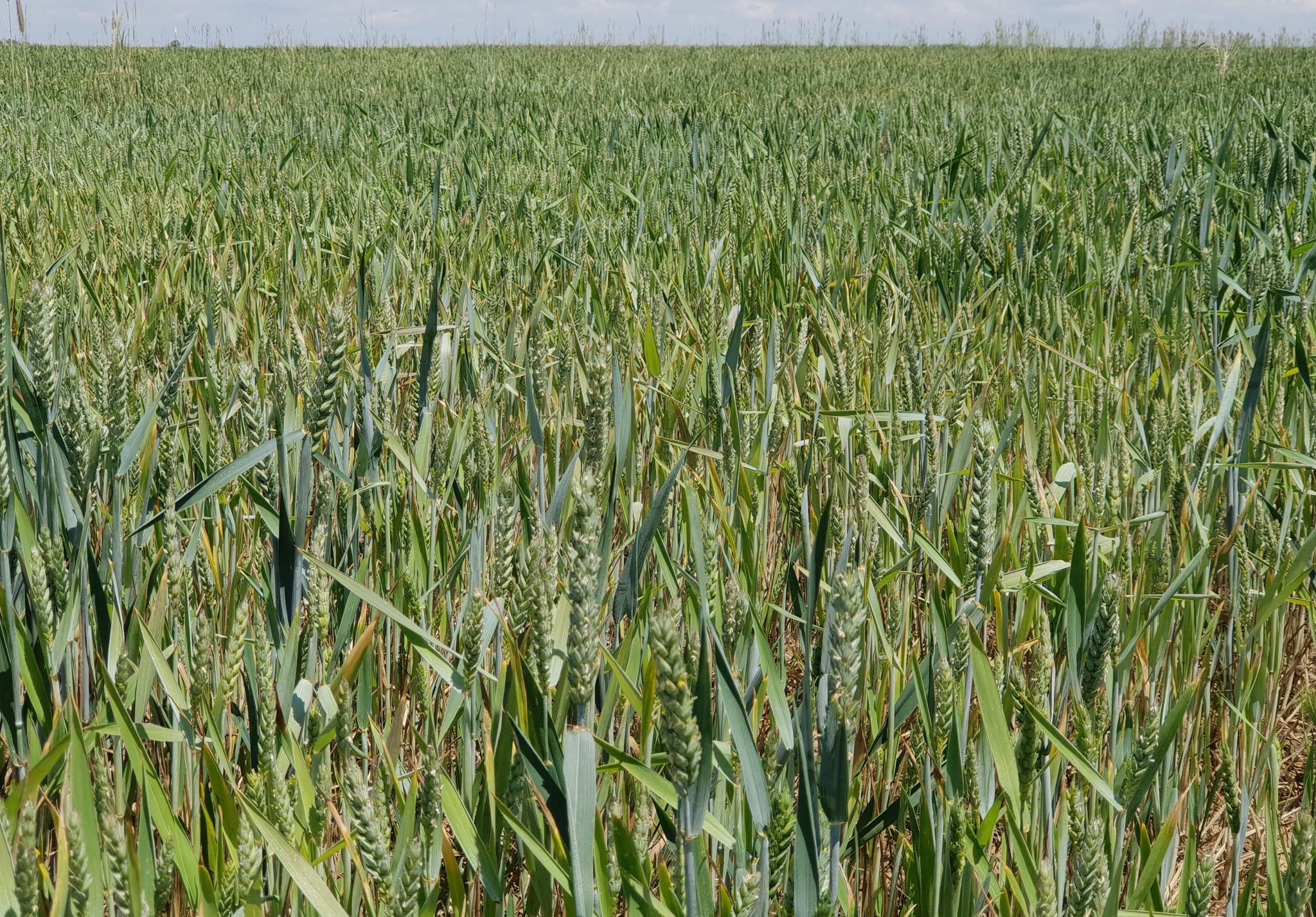Genmanipulierte Agrawüste in der Meseta