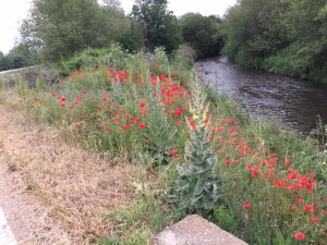 Blütenpracht in der Meseta 