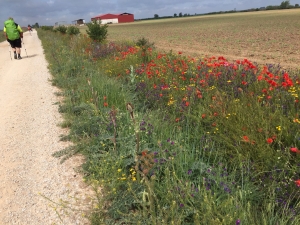 Blumen in der Meseta 