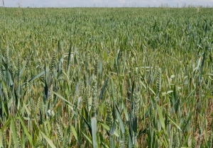 Genmanipulierte Agrawüste in der Meseta