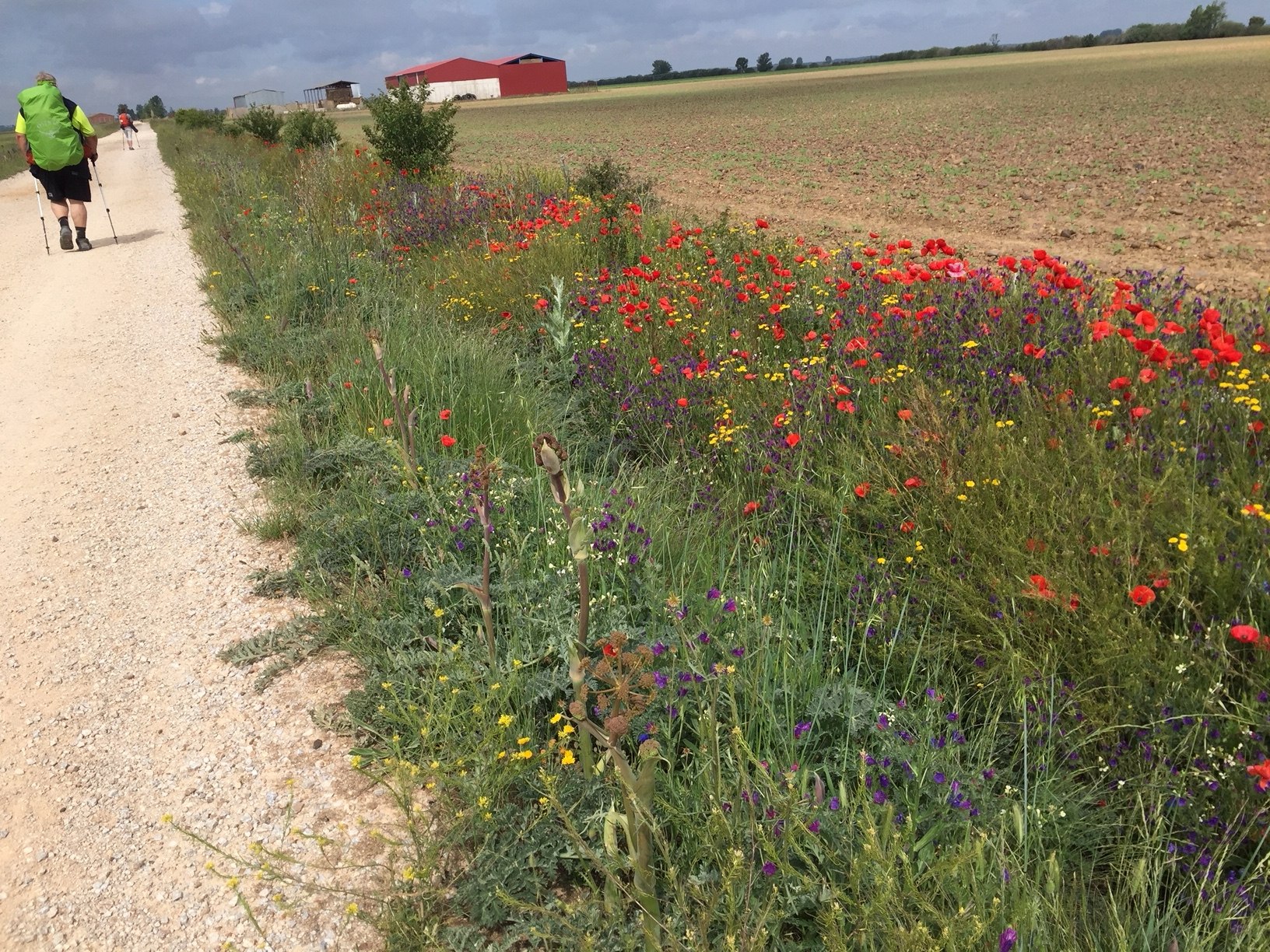 Blumen in der Meseta