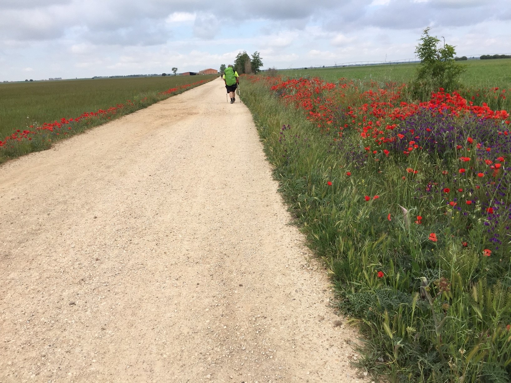 Blumen in der Meseta