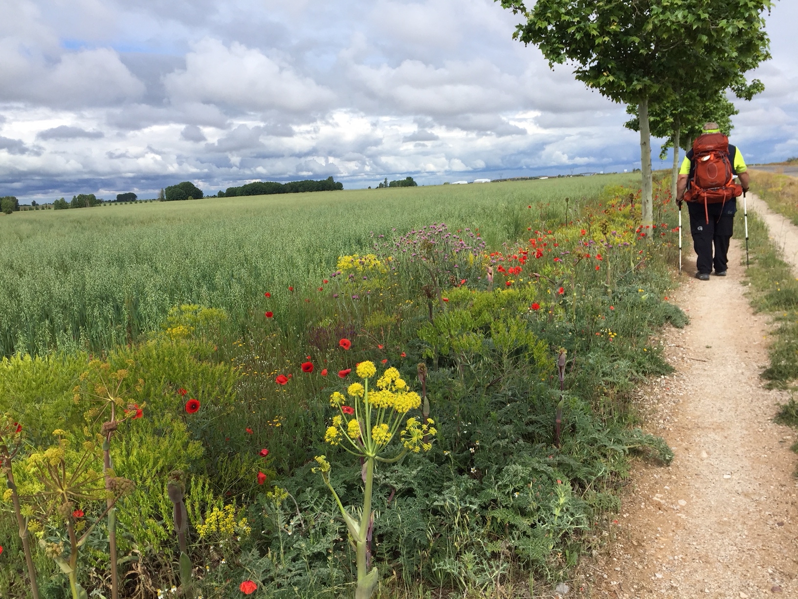 Sahagún  - El Burgo Ranero