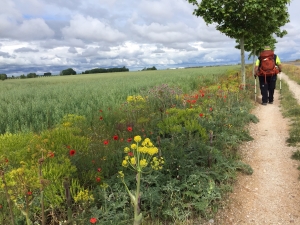 Sahagún - El Burgo Ranero