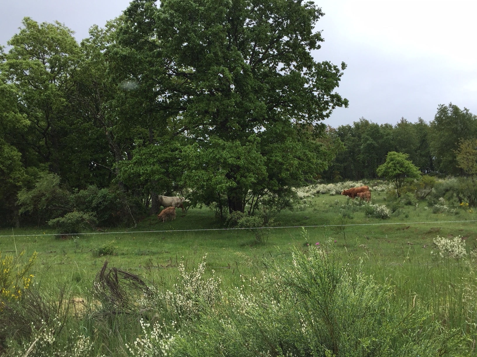 Weg nach Rabanal del Camino