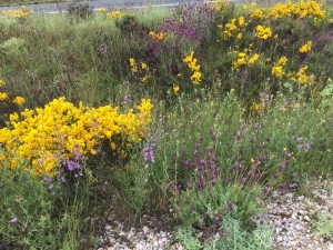Blütenpracht auf dem Camino