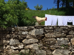 Galicischer Camino Hahn 