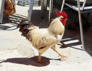 Galicischer Hahn auf der Terrasse der Bar
