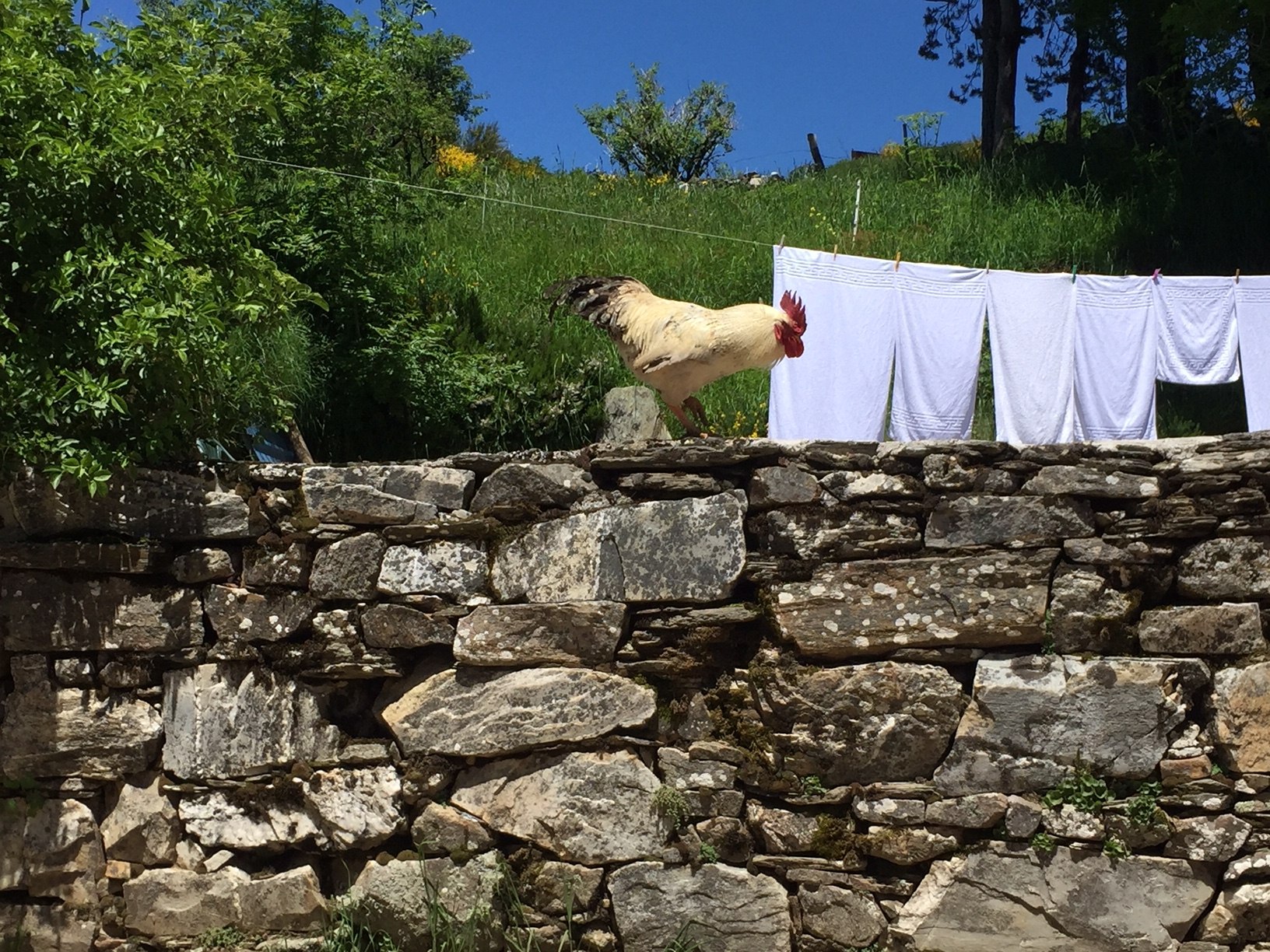 Galicischer Camino Hahn