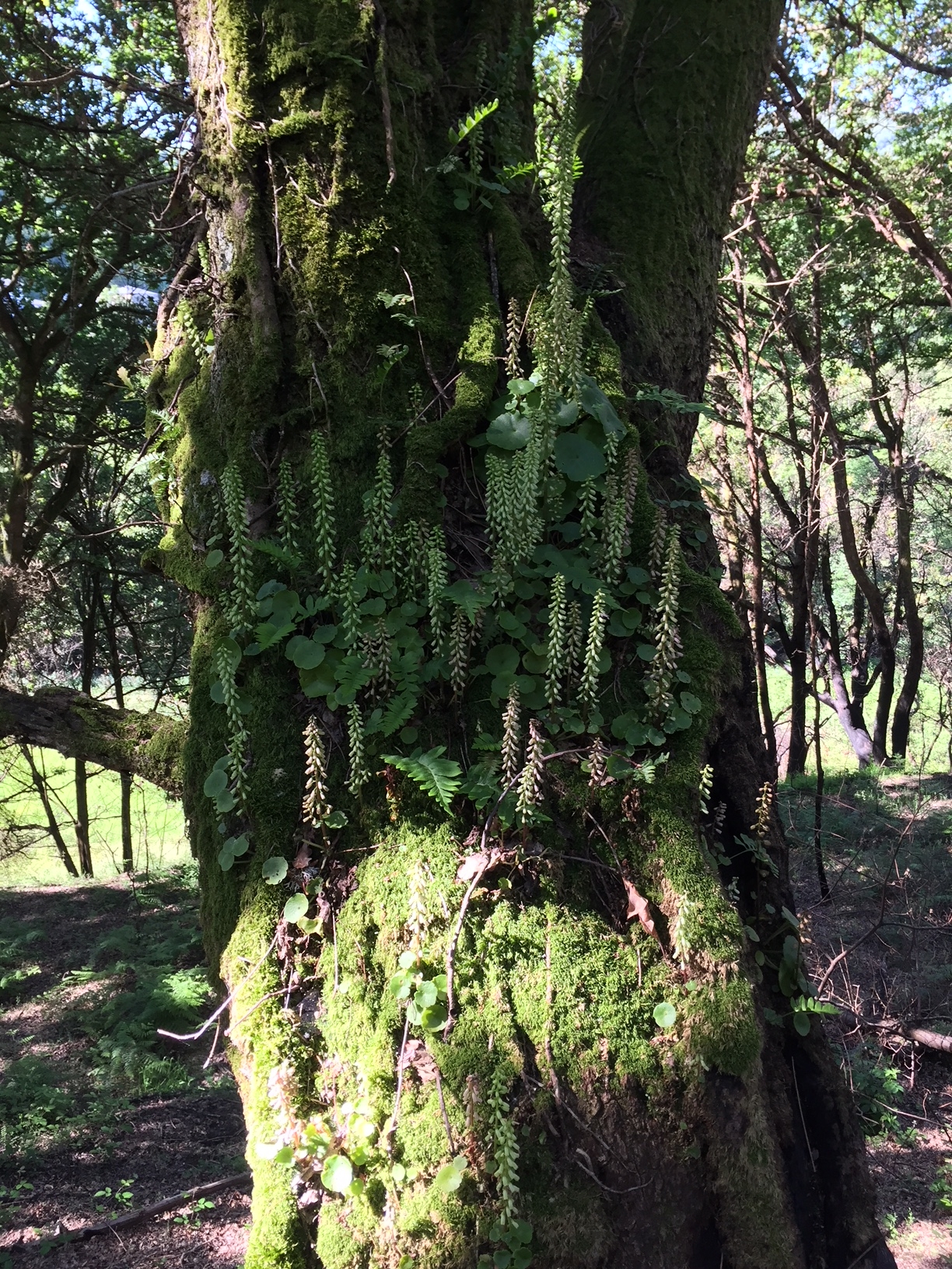 Zauberwald auf dem Weg nach Samos