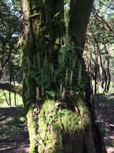 Zauberwald auf dem Weg nach Samos