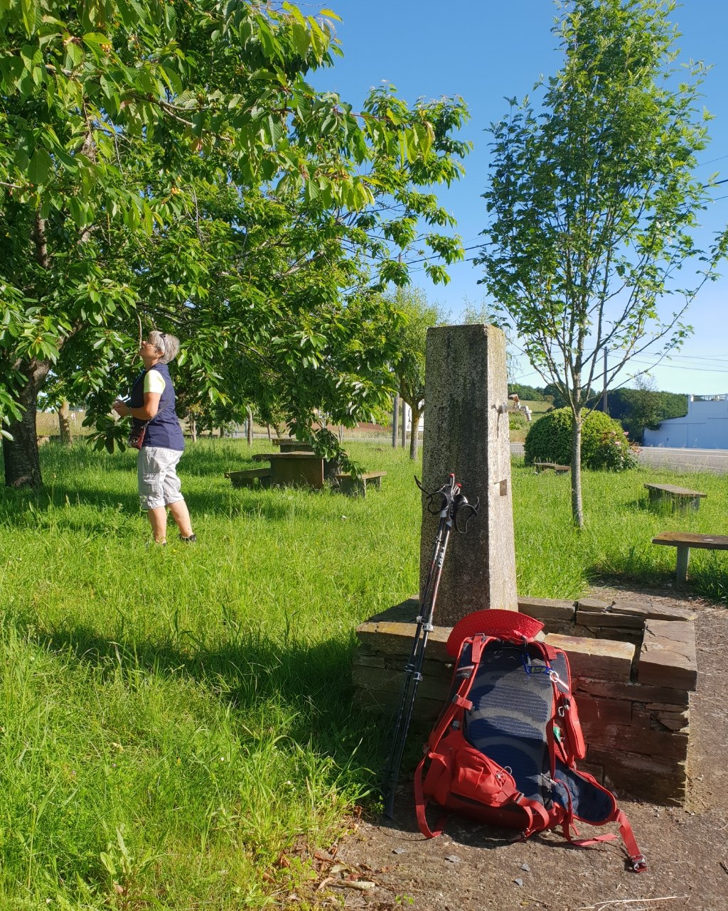 Reife Kirschen am Wegesrand