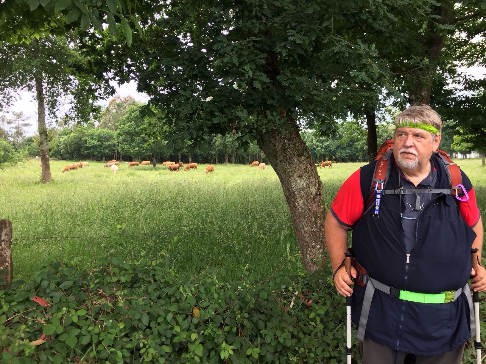 Auf dem Weg nach Melide