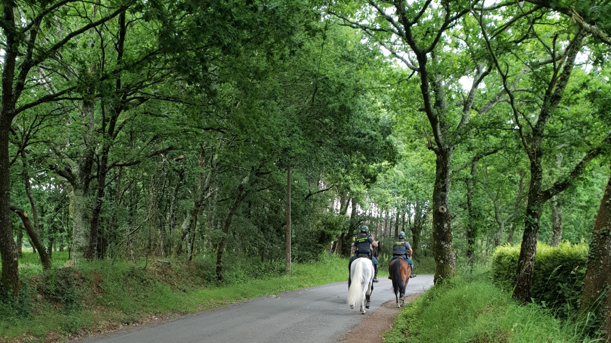 Auf dem Weg nach Melide