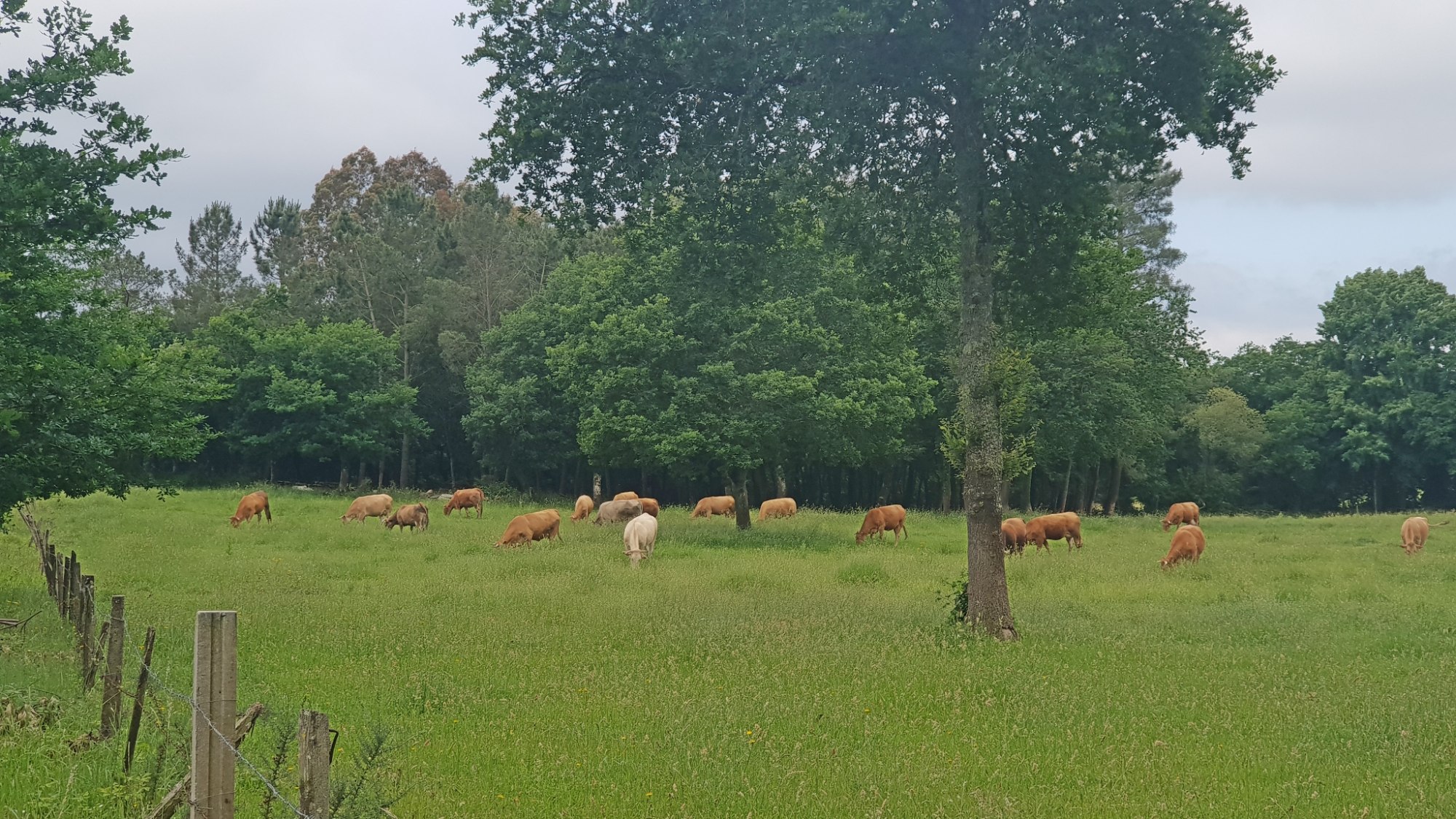 Auf dem Weg nach Melide