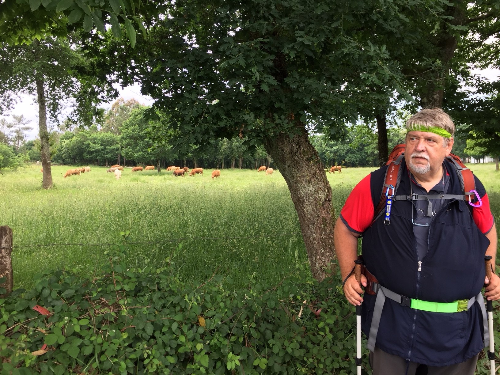 Auf dem Weg nach Melide